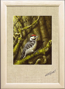 Image of Lesser Spotted Woodpecker, Lanhydrock Woods, Bodmin